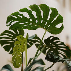 Monstera Leaves