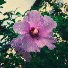 Pale pinkish-purple hibiscus flower